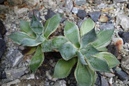 A.-potatorum cokan