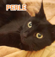 PERLE