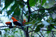 Andenfelsenhahn - Nationalvogel Perus