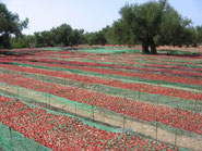TOMATES séchées BIO de Kyparissia