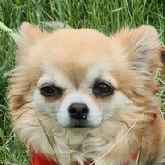 Chihuahua Emma hat dank Pechpfoten e.V. ihr Glück gefunden