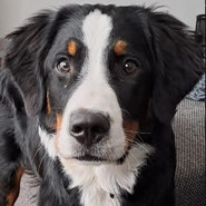 Tierschutz, Welpe, braucht dringend und ganz schnell neue Zuhause