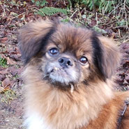 Der kleine Goofy darf für immer auf seiner Pflegestelle bei Pechpfoten e.V. bleiben