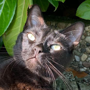 Siam-Bengal-Mix sucht Freigang und Kenner, Tierschutz