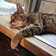 Boomer, getgerter Kater