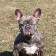 Tierschutz Bulldogge