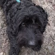 schwarzer Lockenkopf wird zum Glücksfell: Cocker Spaniel Yorkshire Terrier Mix