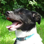 Pechpfoten e.V. "unüberlegte Auslandsimporte landen im Tierschutz"