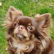 Chihuahua Nala hat dank Pechpfoten e.V. ihr Glück gefunden