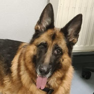 Schäferhündin durch und durch bei Pechpfoten vermittelt