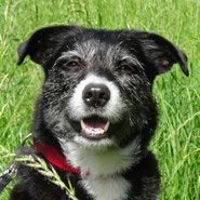 Bordercollie-Mix bei Pechpfoten e.V.