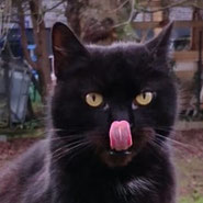 Findus und Mia, Katzenglück im Doppelpack