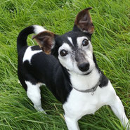 Jack-Russel-Dame möchte nicht ins Tierheim