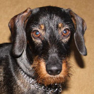 reinrassiger Rauhhaardackel vor Tierheim bewahrt