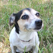 Terrieralarm bei Pechpfoten e.V.