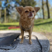 Chihuahua Holly möchte nicht ins Tierheim