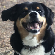 Appenzeller-Mix aus dem Tierschutz sucht aktives Zuhause für immer