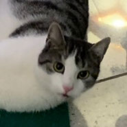 Mucky, Katze getigert mit weiß, umkomplizierte Samtpfote