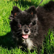 Spitz-Mix, Tierschutz, verliert Zuhause, sucht Liebhaber, die konsequent sind
