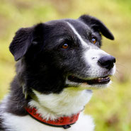 unkomplizierter Traumhund sucht seinen Menschen bei Pechpfoten e.V.