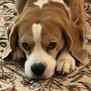 unkastrierter Beagle Rüde wartet bei Pechpfoten e.V.