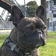 Französische Bulldogge, Tierschutz, verschmust, will immer dabei sein, neugierig, möchte beschäftigt werden