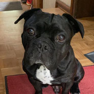 Franz. Bulldogge, Tierschutz, liebt lange Spaziergänge, schmust gerne