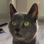 Karthäuser Mix mit felinem Asthma