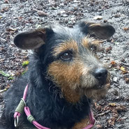 Kleine süße Terrier Hündin sucht über Pechpfoten Alternative zum Tierheim