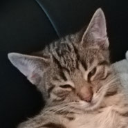 Tierheim Pechpfoten Kater Grizu vermittelt