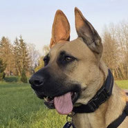 Malinois-Mix-Hündin treu ergeben