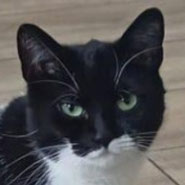 Katze Bonnie, Tierschutz, bislang undglücklich, sucht Bonnie eine neue Beschäftigung