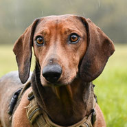 Kurzhaardackel, charakterstark, mutig, Jagdtrieb