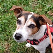 Jack-Russel-Terrier Hündin wartet bei Pechpfoten e.V. auf ein neues Zuhause