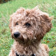 Junghund Mini Golden Doodle Mix Hündin sucht im Tierschutz