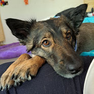 Schäferhund in Not bei Pechpfoten e.V.