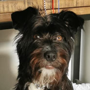 das 250ste Glücksfell wurde vor der Einschläferung gerettet, Danke an Pechpfoten e.V. 