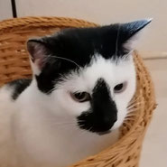 Tierheim Pechpfoten Katze Bella vermittelt