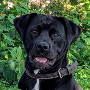 Mischling, Tierschutz, Hündin, temperamentvoll, 