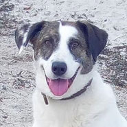 Senioren haben's schwer und dürfen nicht im Tierheim landen, Pechpfoten e.V. kümmert sich um ein liebevolles Zuhause