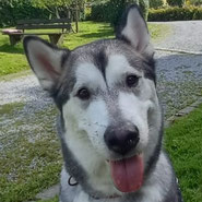 Alaskan-Malamute, Tierschutz, kinderlieb, sucht Zuhause mit Familienanschluss