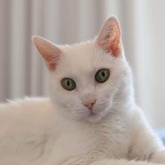 Weiße Kätzin, Tierschutz, nicht zu Kindern, sehr reinliche Kätzin