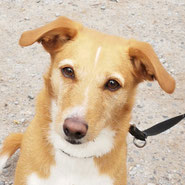 Podenco-Mix beim Tierschutzverein Pechpfoten e.V.