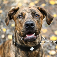 Labrador-Boxer-Mischling, temperamentvoll, lernwillig, freundlich