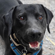 Labrador-Mix, aufgeweckt, arbeitsfreudig mit Spieltrieb sucht Zuhause für immer