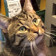 Kater Leo Tierschutz