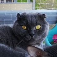 Faltohrkatze, vorsichtiger Schmusetiger sucht neues Zuhause