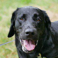 Labrador-Mix, Tierschutz, Lebensfreude, stürmisch, kinderlieb