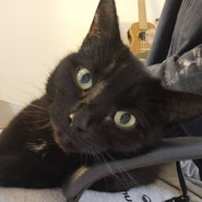 Maggy, Hauskatze, Tierheim, sucht Zuhause