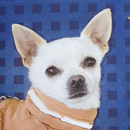 Chihuahua wartet bei Pechpfoten e.V. in Wuppertal